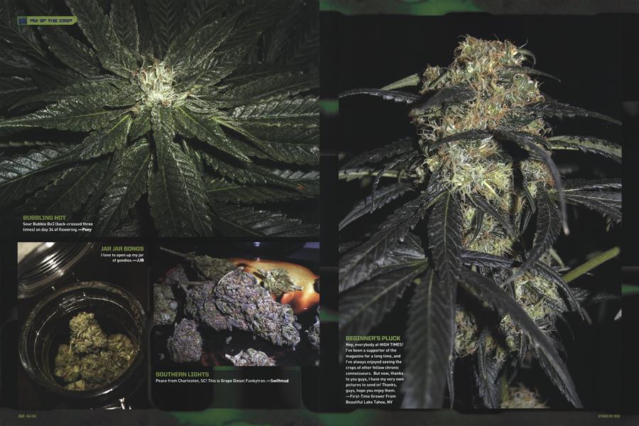 PIX OF THE CROP