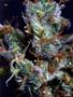 Page: - 103 | High Times