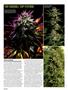 Page: - 38 | High Times