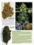 Page: - 40 | High Times