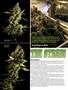 Page: - 52 | High Times