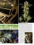 Page: - 53 | High Times