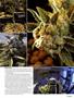 Page: - 55 | High Times