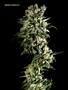Page: - 59 | High Times
