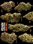 Page: - 60 | High Times