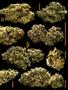 Page: - 61 | High Times