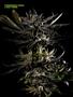 Page: - 62 | High Times