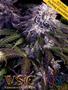 Page: - 65 | High Times