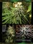 Page: - 80 | High Times