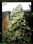 Page: - 81 | High Times