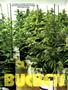 Page: - 94 | High Times