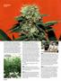 Page: - 96 | High Times
