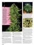 Page: - 98 | High Times