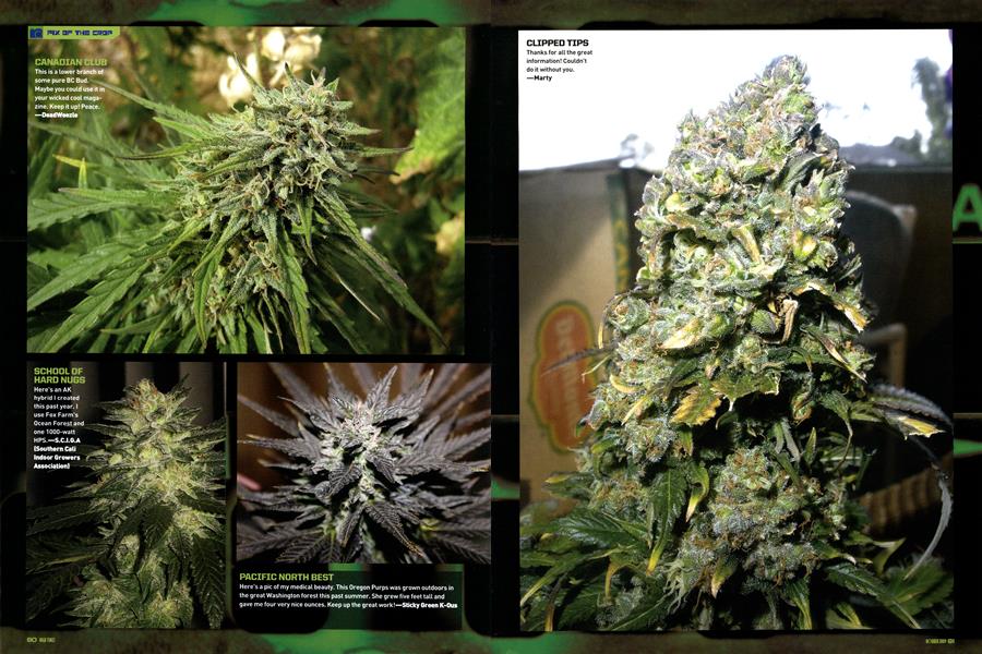 PIX OF THE CROP