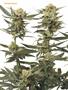 Page: - 119 | High Times