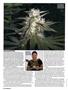Page: - 42 | High Times
