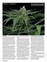 Page: - 44 | High Times