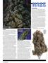 Page: - 60 | High Times