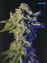 Page: - 67 | High Times