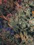 Page: - 68 | High Times