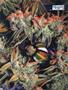 Page: - 69 | High Times