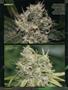 Page: - 94 | High Times