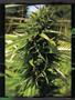 Page: - 95 | High Times