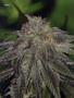 Page: - 119 | High Times