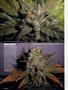 Page: - 64 | High Times