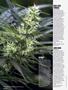 Page: - 66 | High Times