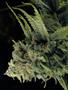Page: - 68 | High Times