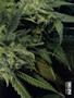 Page: - 69 | High Times