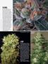 Page: - 71 | High Times