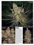Page: - 72 | High Times
