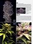 Page: - 74 | High Times
