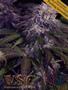 Page: - 83 | High Times