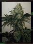 Page: - 95 | High Times
