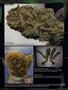 Page: - 96 | High Times