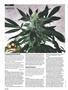 Page: - 118 | High Times