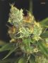 Page: - 119 | High Times