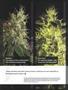 Page: - 3 | High Times