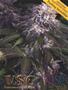 Page: - 35 | High Times