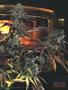 Page: - 69 | High Times