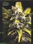 Page: - 95 | High Times