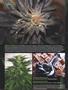 Page: - 96 | High Times