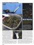 Page: - 110 | High Times