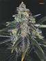 Page: - 119 | High Times