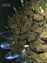 Page: - 68 | High Times