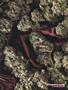Page: - 70 | High Times