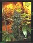 Page: - 95 | High Times